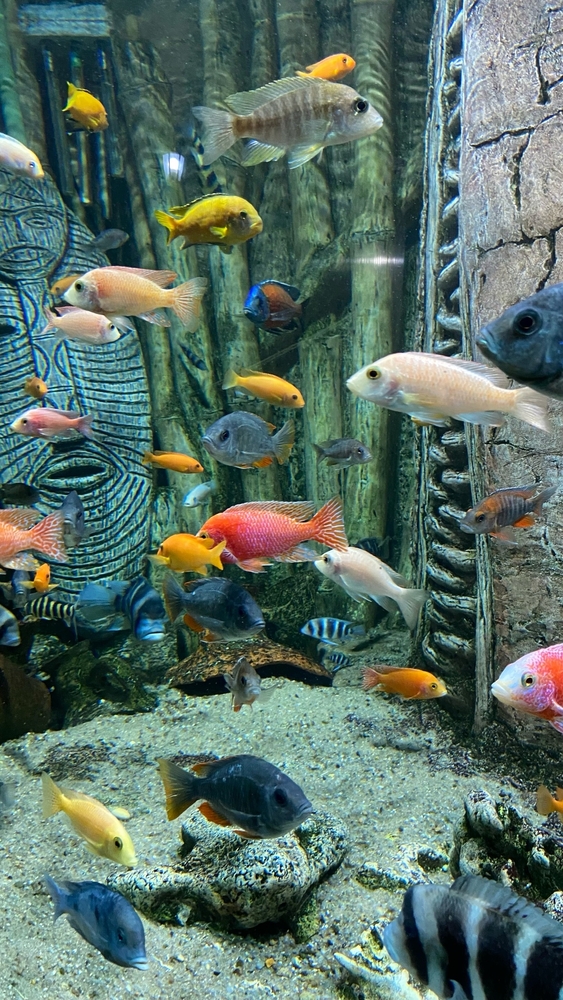 Музеи в Севастополе:  аквариум